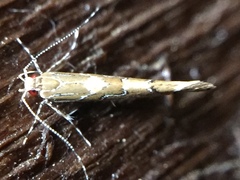Pyroderces apparitella