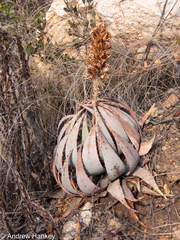 Aloe peglerae