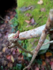 Rhodopsona marginata