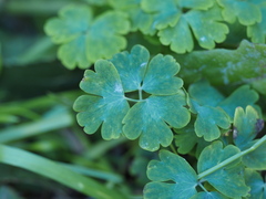 Erysiphe aquilegiae