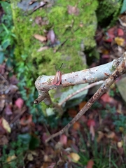 Rhodopsona marginata