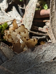 Clavulina vinaceocervina