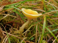 Hygrophorus chrysodon
