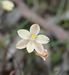 Thelymitra × macmillanii