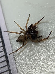 Zygoballus rufipes