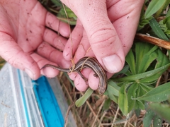 Oligosoma polychroma