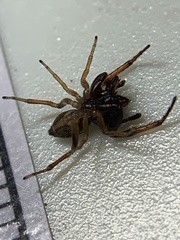 Zygoballus rufipes