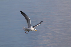 Larus schistisagus