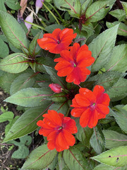 Impatiens hawkeri