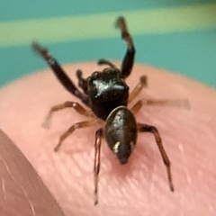 Zygoballus rufipes
