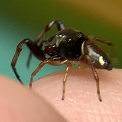 Zygoballus rufipes