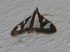 Glyphodes bivitralis