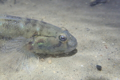 Acentrogobius viridipunctatus