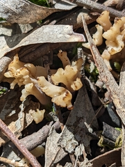 Clavulina vinaceocervina