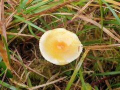 Hygrophorus chrysodon