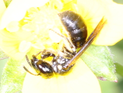 Ceratina cucurbitina