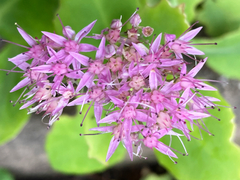 Hylotelephium spectabile