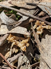 Clavulina vinaceocervina
