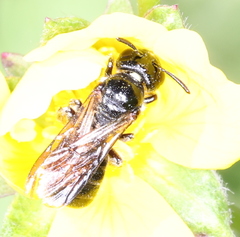 Ceratina cucurbitina