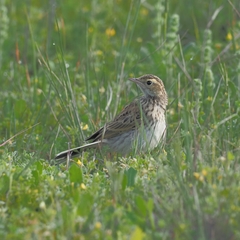 Anthus australis