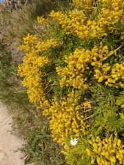 Sedum praealtum