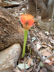 Scadoxus puniceus