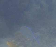 Ferdauia orthogrammus