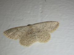 Scopula marginepunctata