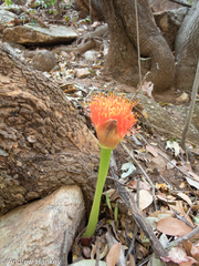 Scadoxus puniceus