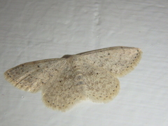 Scopula marginepunctata