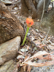 Scadoxus puniceus