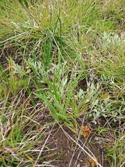 Plantago gaudichaudii