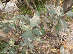 Brachylaena rotundata