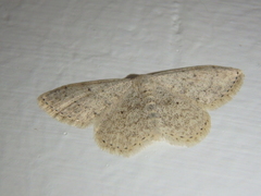 Scopula marginepunctata