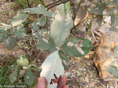 Brachylaena rotundata