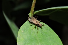 Himacerus mirmicoides