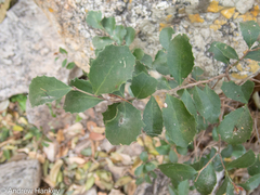 Maytenus undata