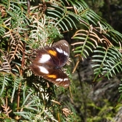Hypolimnas bolina nerina