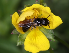Ceratina cucurbitina