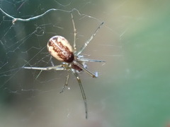 Neriene peltata
