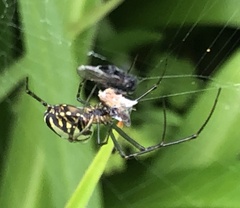 Leucauge