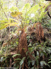 Cyathea dregei