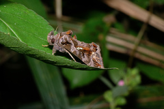 Plusiopalpa adrasta