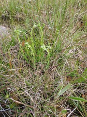 Pimelea curviflora