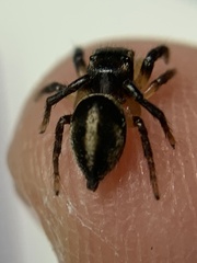 Habronattus delectus