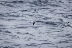 Cheilopogon