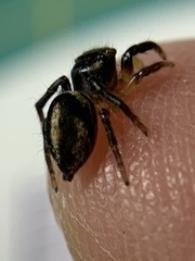 Habronattus delectus