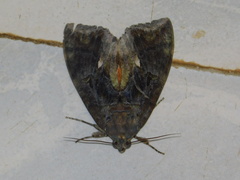 Odontodes