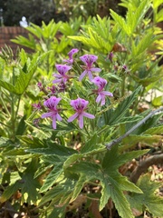 Pelargonium citronellum