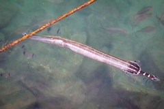 Aulostomus strigosus